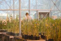 greenhouse-researcher-1