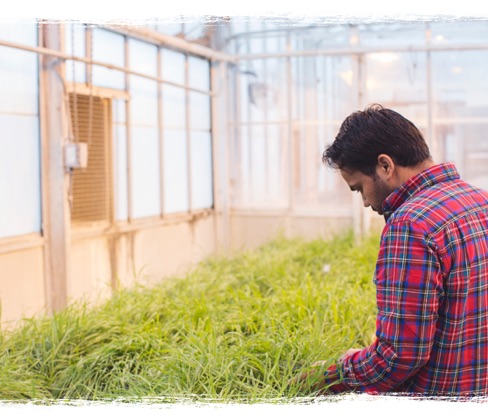 Greenhouse Researcher at K-State